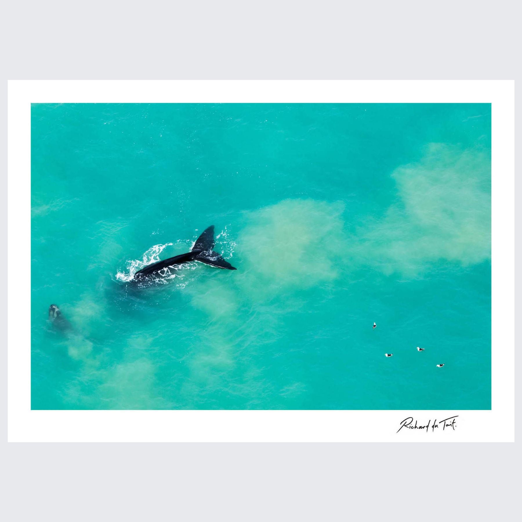 RdT_160_Southern_right_whales_.jpg