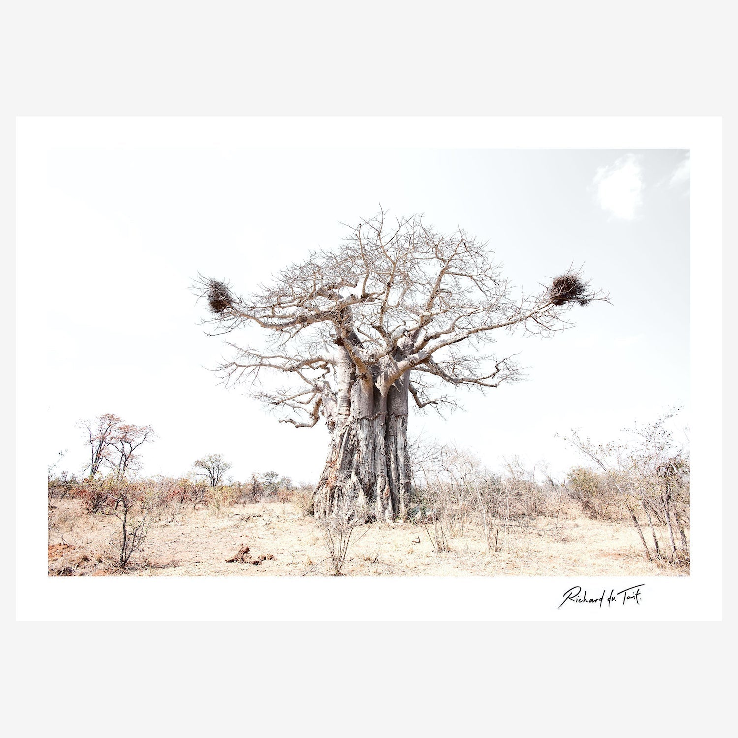 Baobab-insitu1.jpg