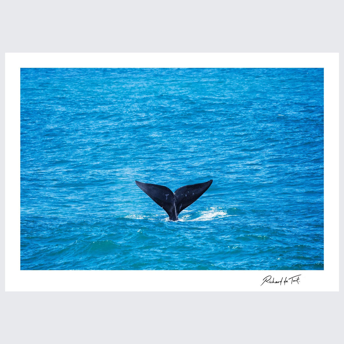 RdT_399_Whale_Tail_The_Overberg.jpg