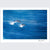 Bottlenose Dolphins