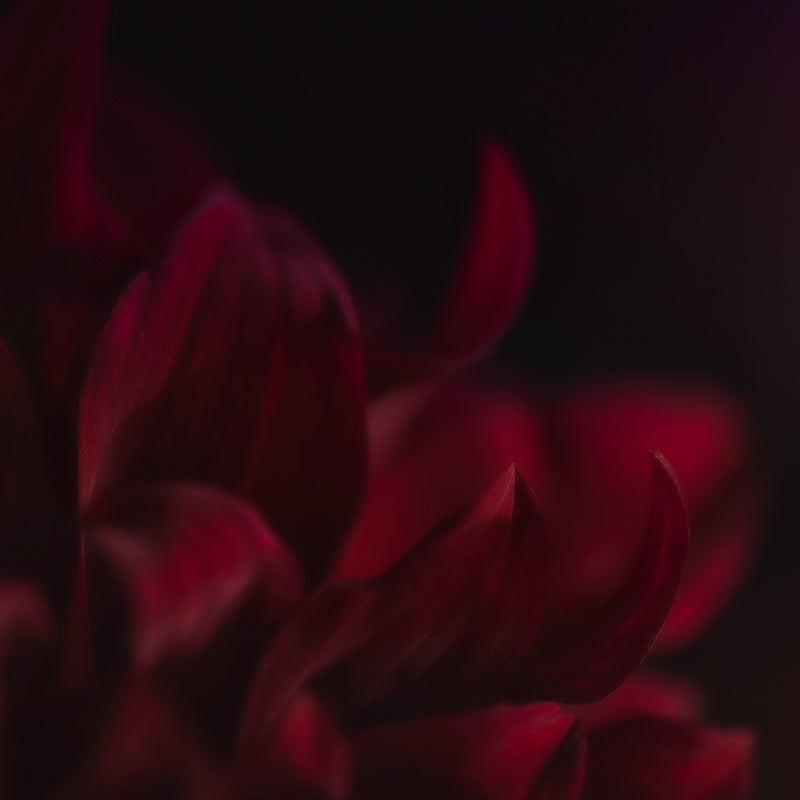 Red-Dahlia-landscape_800x800_6e88c7d8-1609-45c5-8a03-edd3e500d1aa.jpg