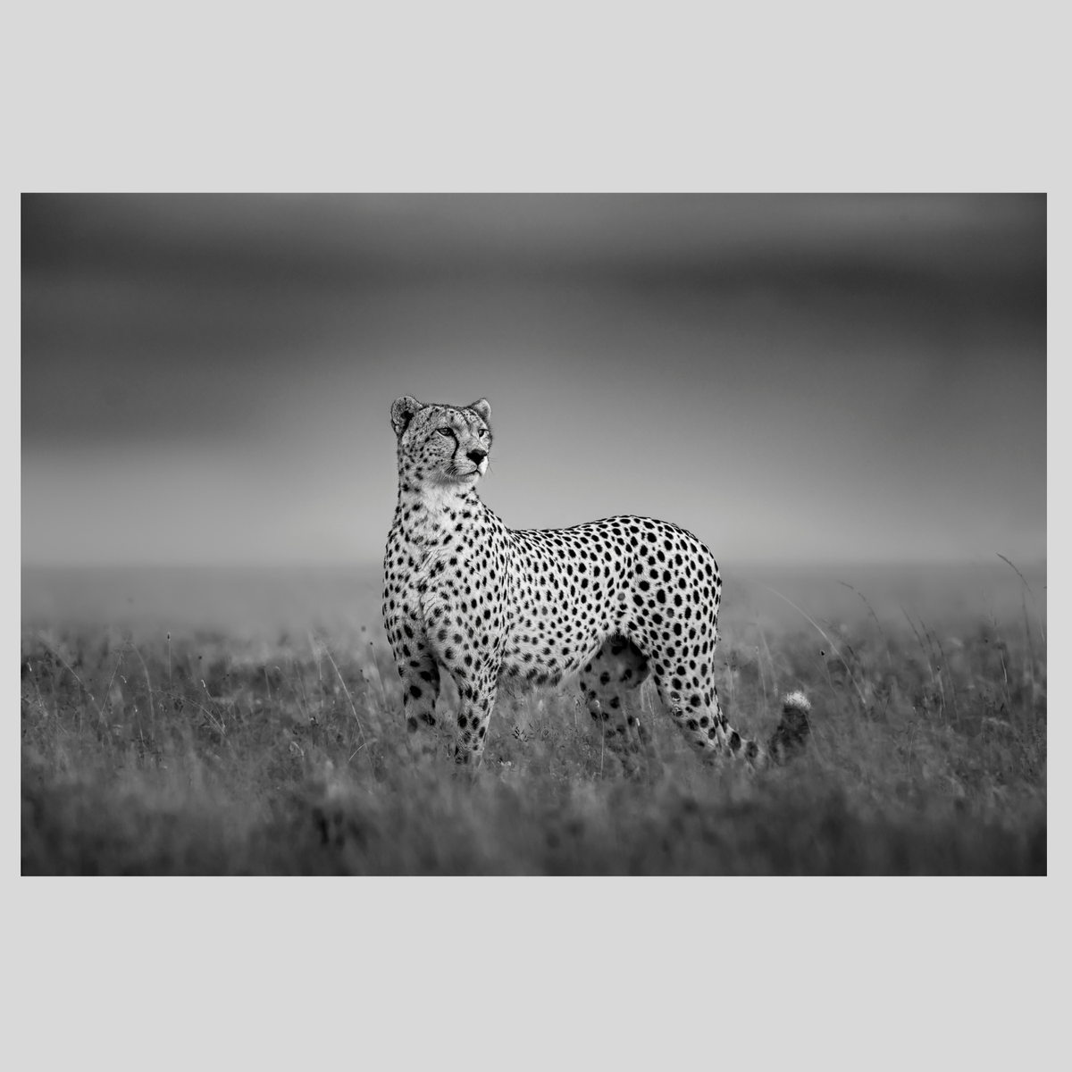 Regal.png