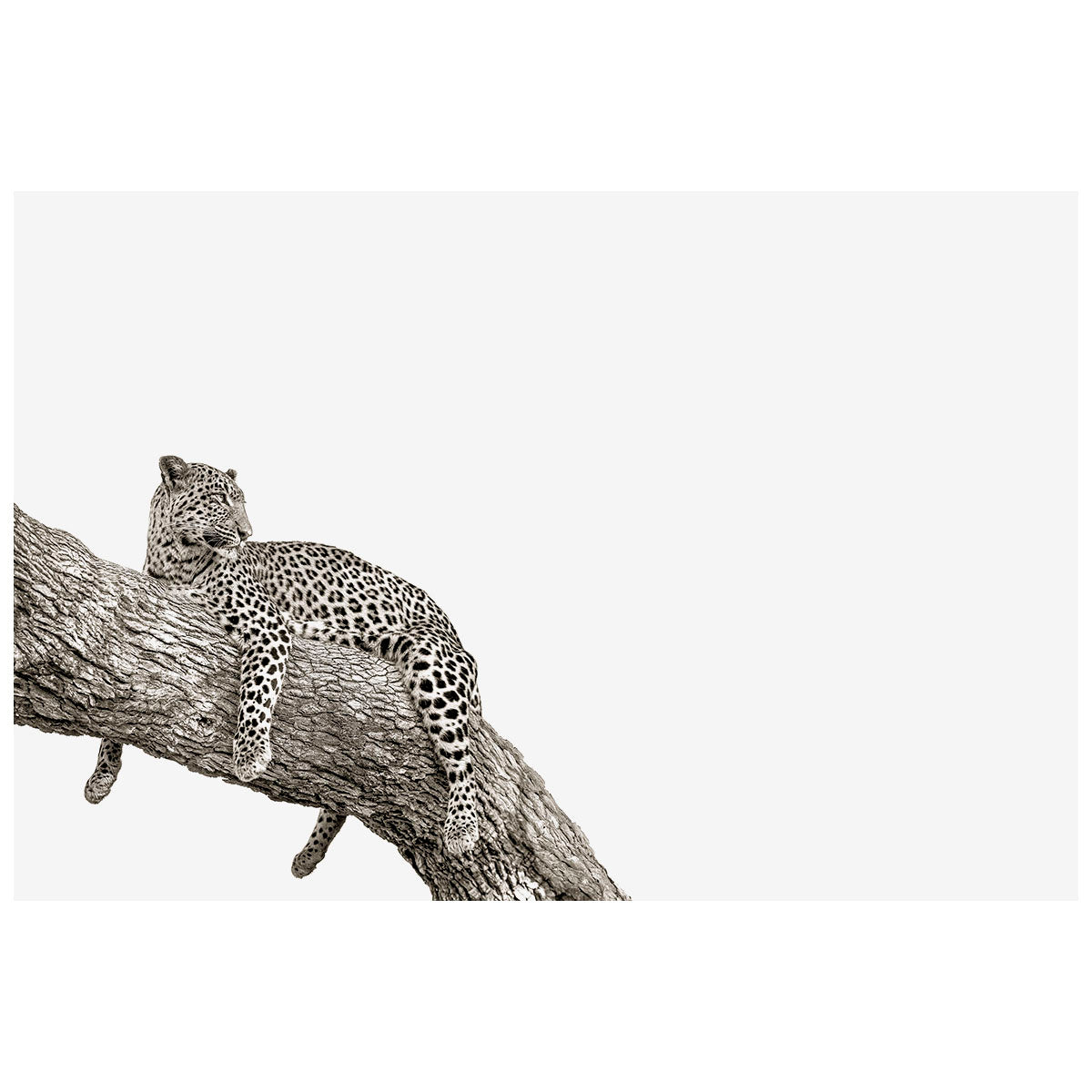 Relaxed_20Leopard_3e0c9fb0-e9a3-4925-943f-153e7495deb2.jpg