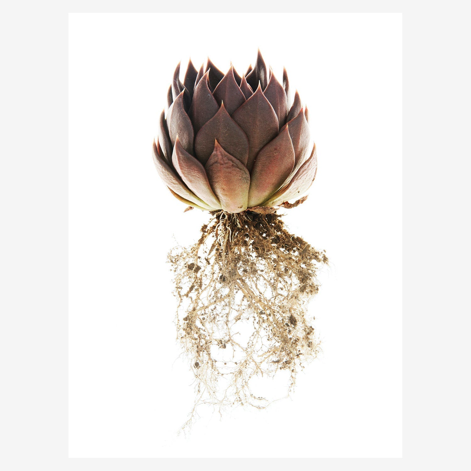 b1563a78ec59337587f6ab6397699afc%2FSV-004 ECHEVERIA.jpg