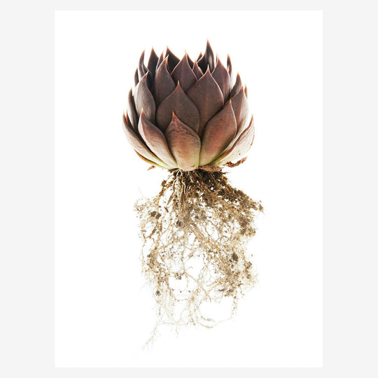 b1563a78ec59337587f6ab6397699afc%2FSV-004 ECHEVERIA.jpg