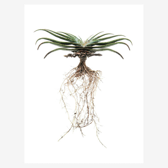 b1563a78ec59337587f6ab6397699afc%2FSV-019 SUPRAFOLIA.jpg
