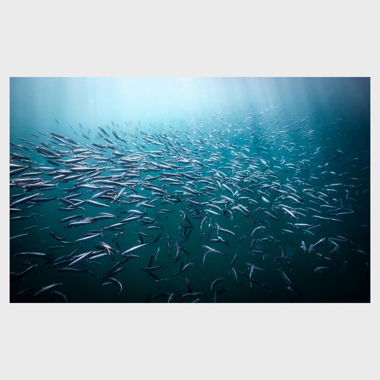 Sardine School.jpg