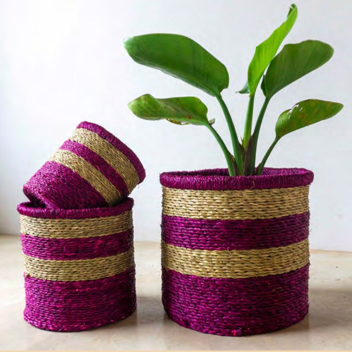 Pink+Stripe_platted.jpg