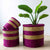 Pink+Stripe_platted.jpg