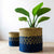 Indigo+missoni_platted.jpg