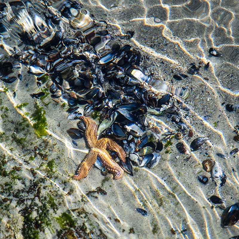 Sea Star Wallpaper