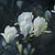 Serene-Magnolia-by-Amelia-Mariella.jpg
