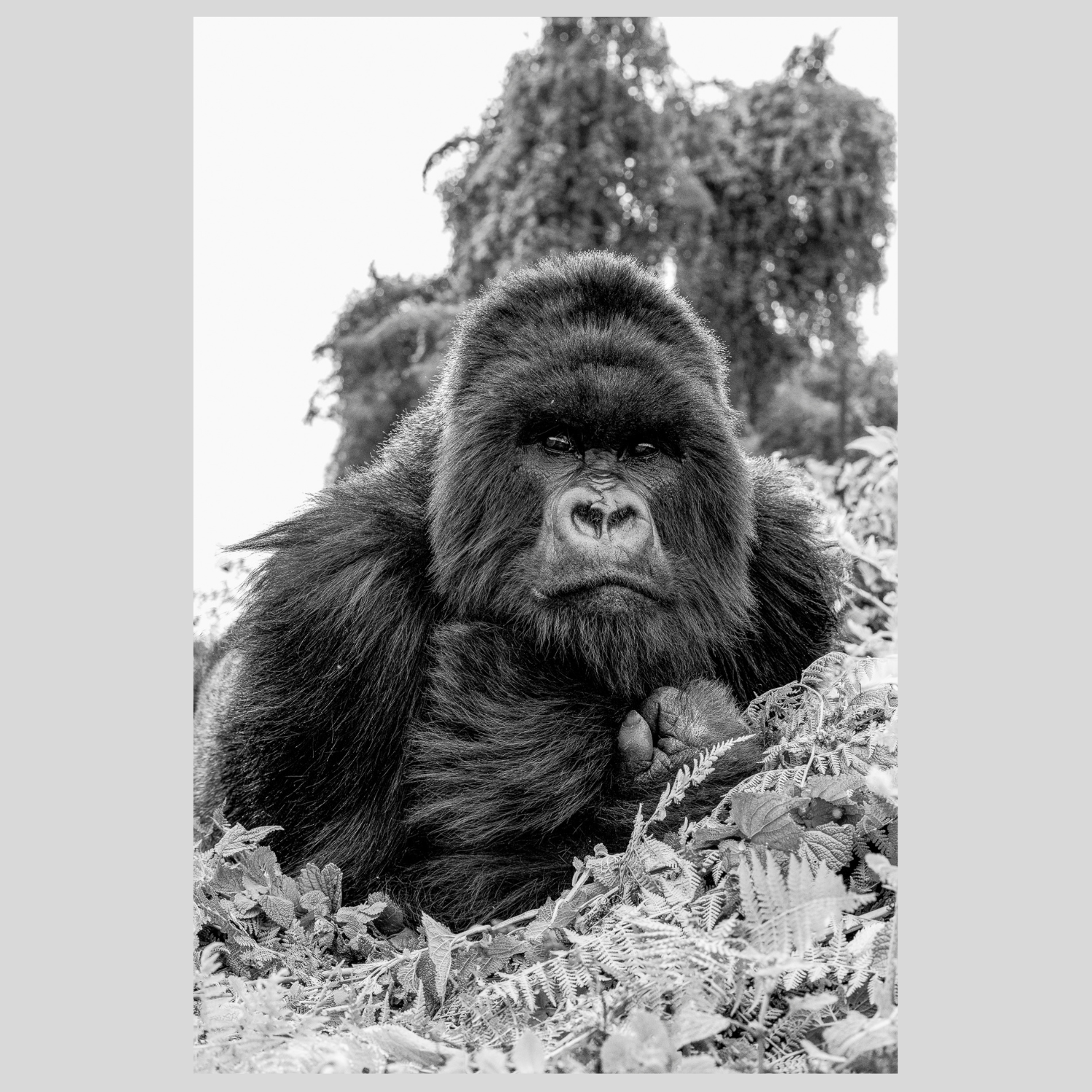 Silverback.png
