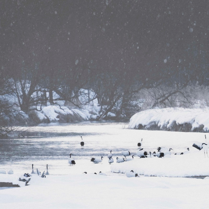 Snow_crane_rising_SB1011092.jpg