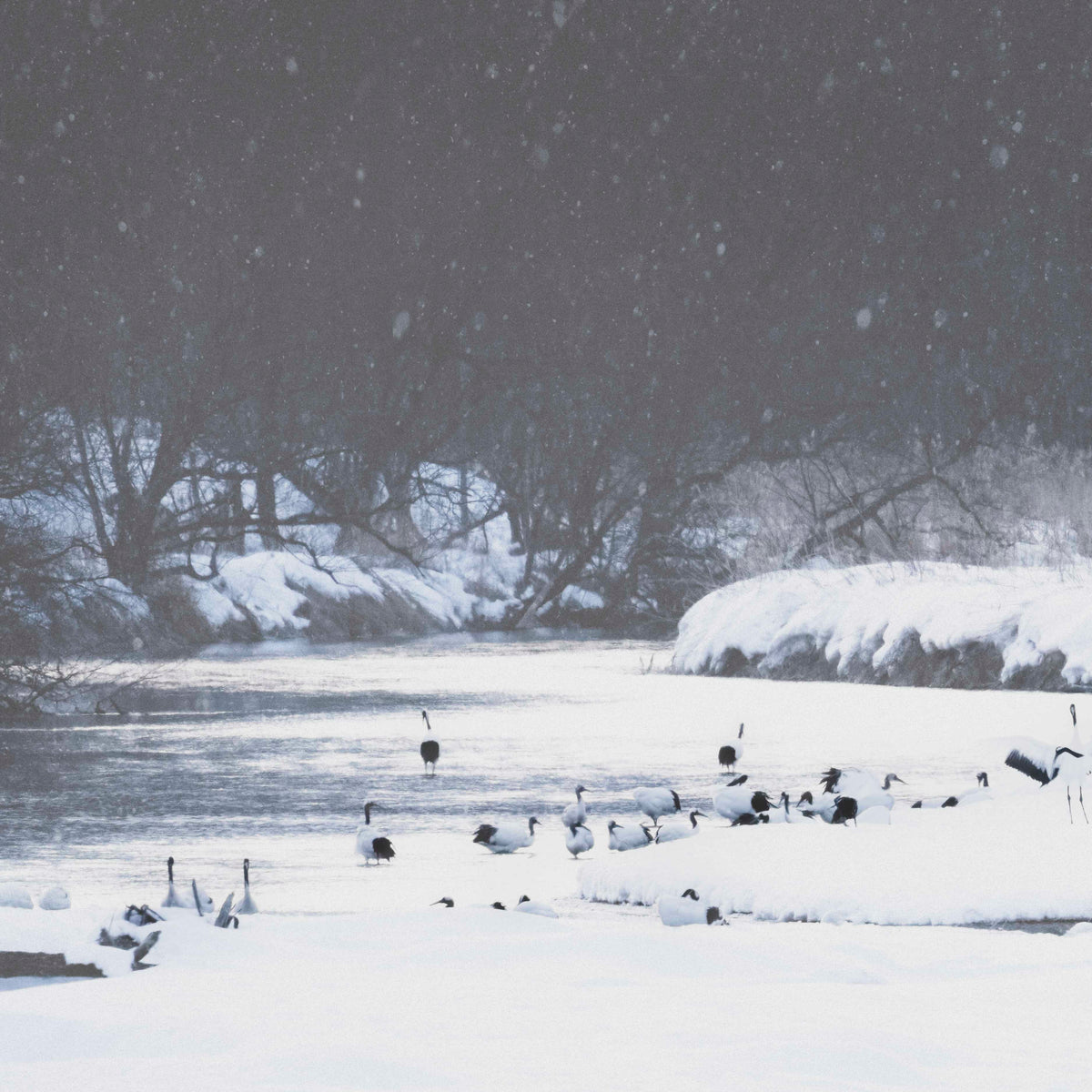 Snow Crane Rising Wallpaper