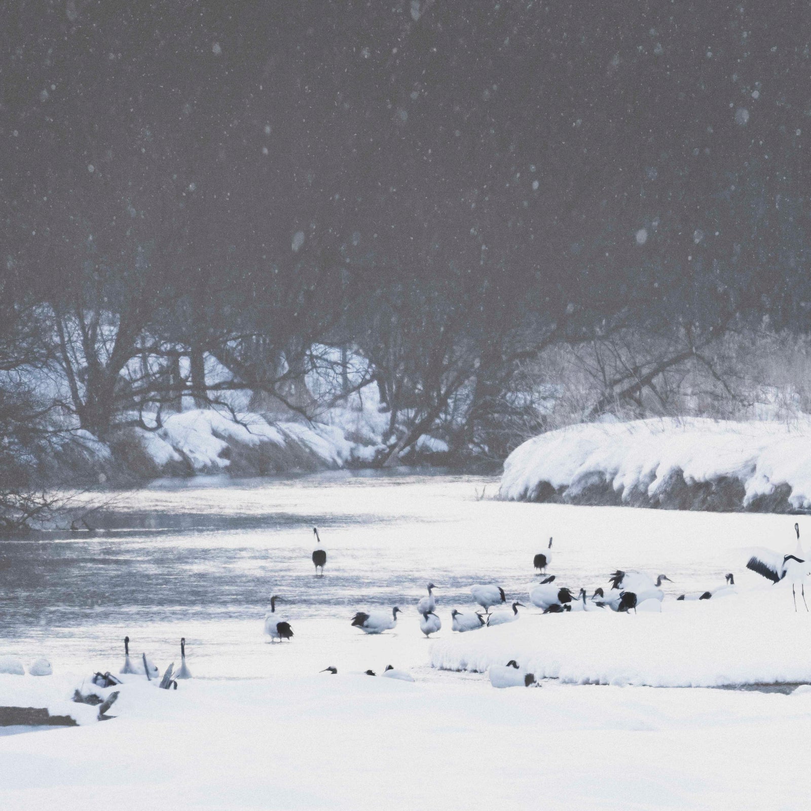 Snow Crane Rising Wallpaper