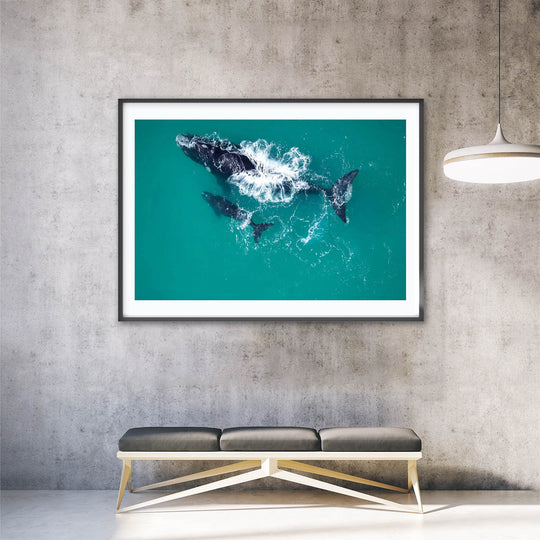 Southern Right Whale