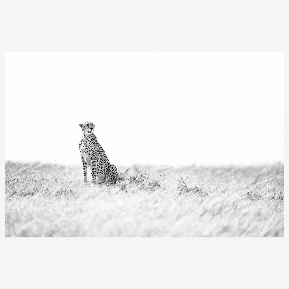 Spotted in the Plains.jpg