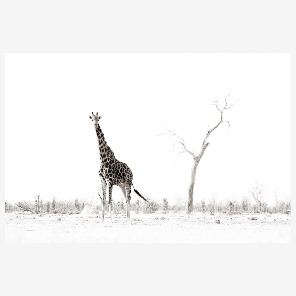 Standing Tall.jpg