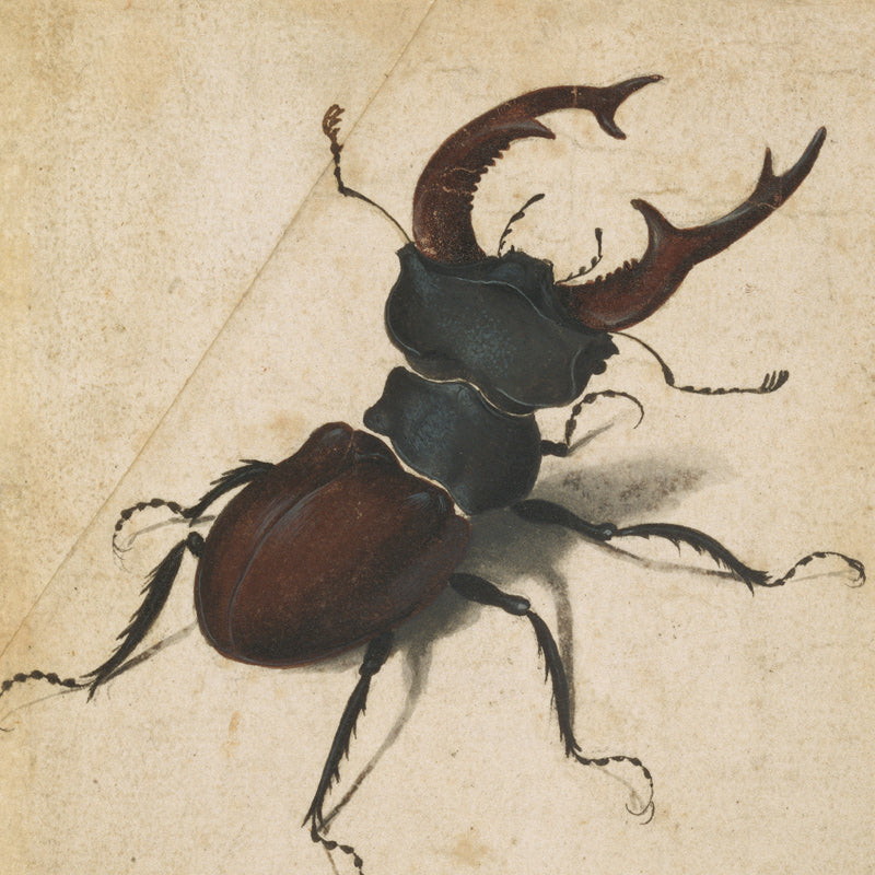 Stang_beetle_by_A_-Durer.jpg