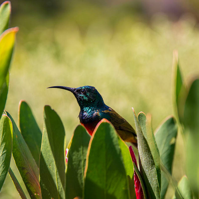 Sunbird Wallpaper