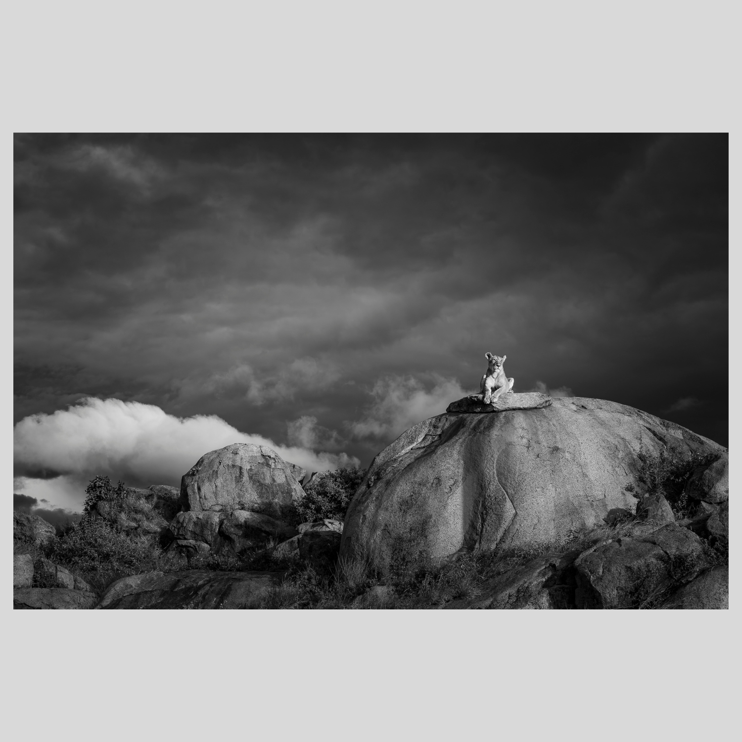 The Sentinel - Black & White