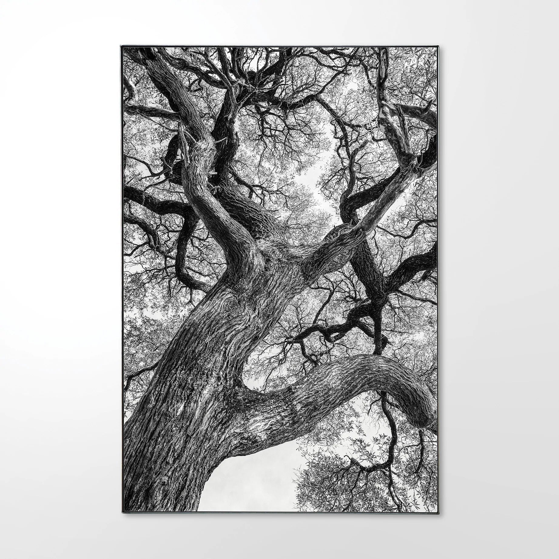 Tree-Wisteria-_2.jpg