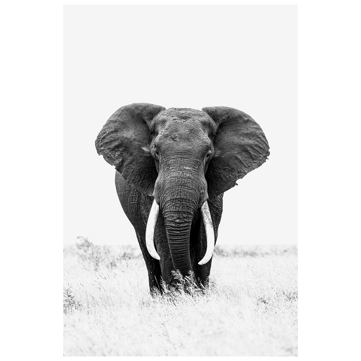 Tusker_3eff1f11-06e7-4a85-ad54-50766693df12.jpg