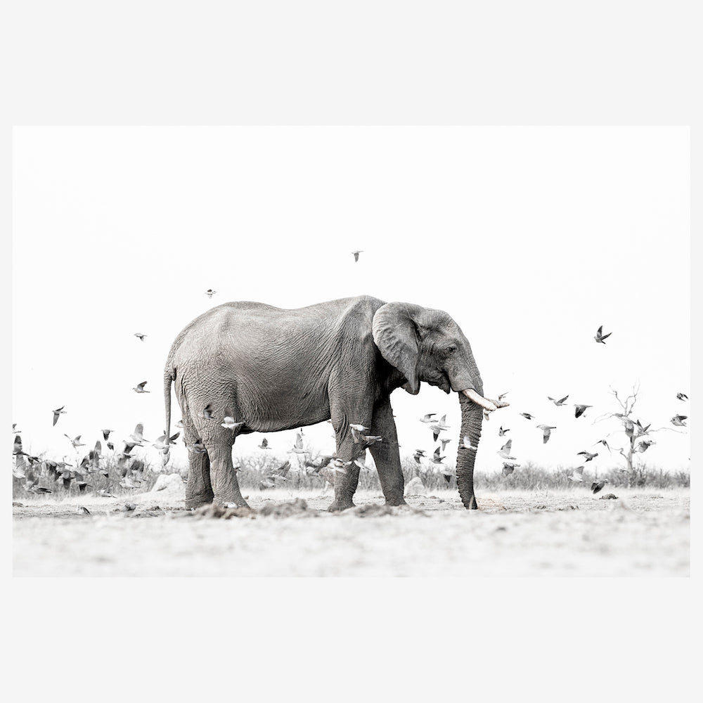 Tusks &amp; Wings.jpg