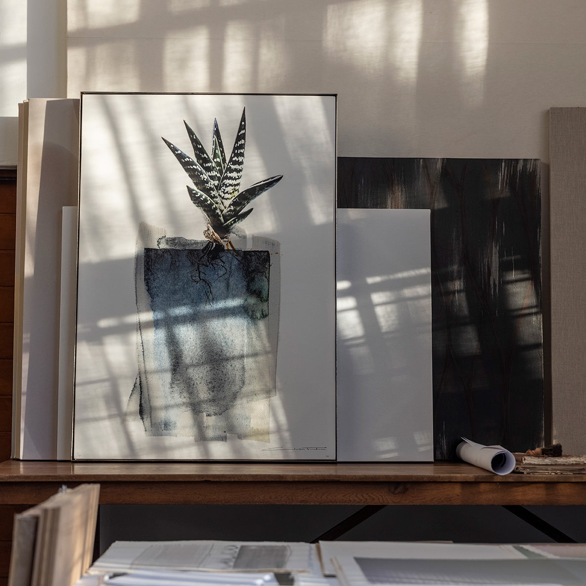 Varigatus insitu.jpeg