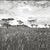 Veld-charcoal.jpg