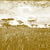 Veld-mustard-gold_1.jpg