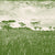 Veld-olive.jpg
