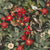 Vintage Birds and Flowers Night wallpaper