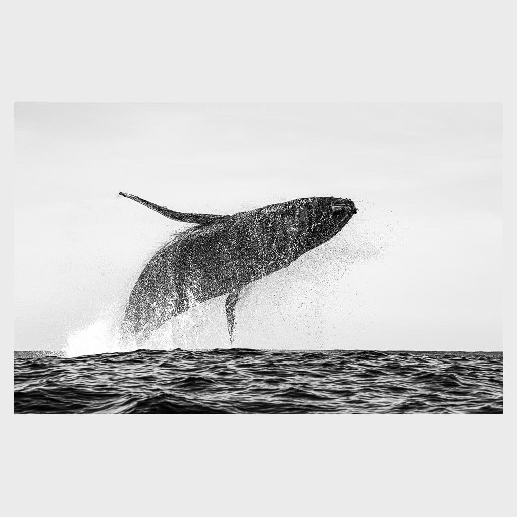 WhaleBreach_4bb35007-f38e-4677-973b-d7abeef6e23b.jpg