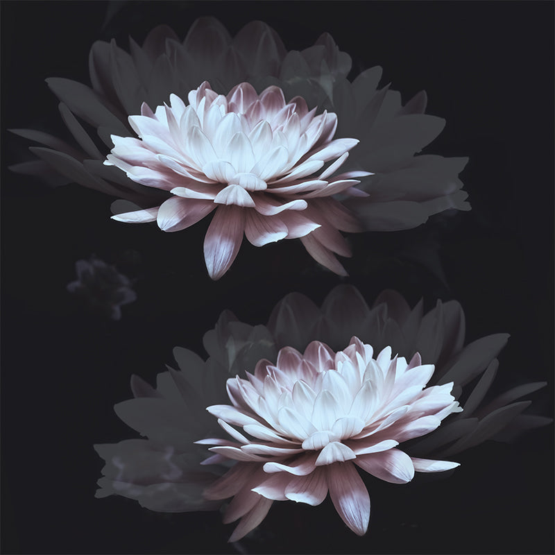 White-Lily-_800x800_461fc641-95e6-46ff-b117-cf95fa526cd6.jpg