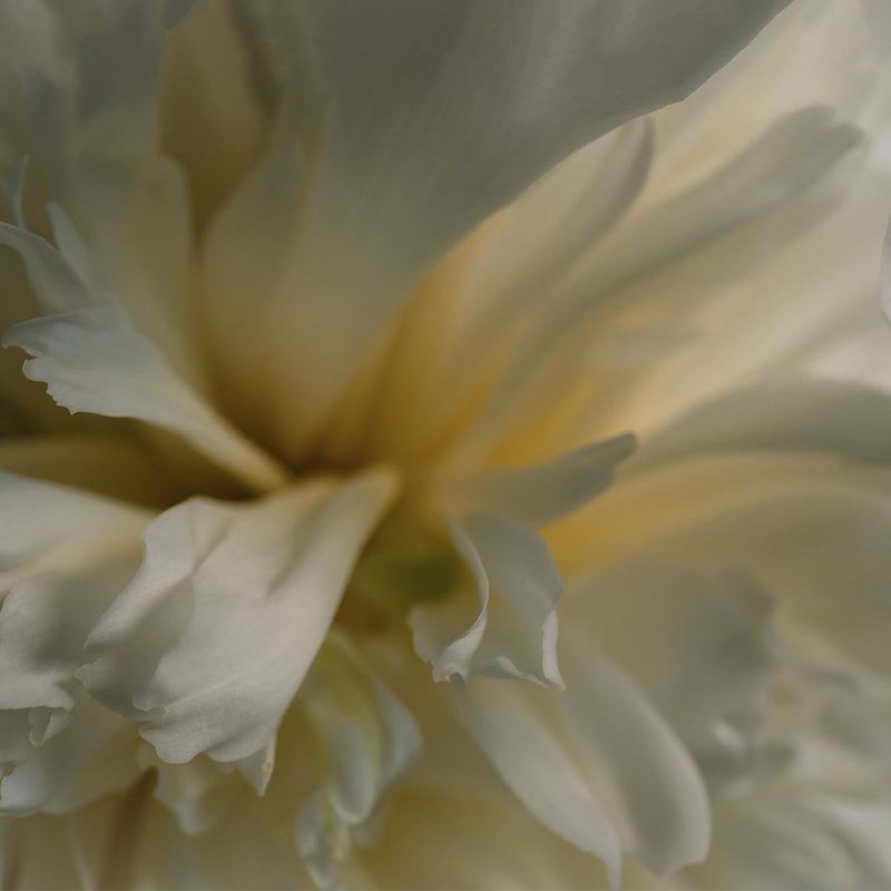 White-Peony_orche_800x800_ccf92cd9-7064-44d2-9374-af19352b5a12.jpg