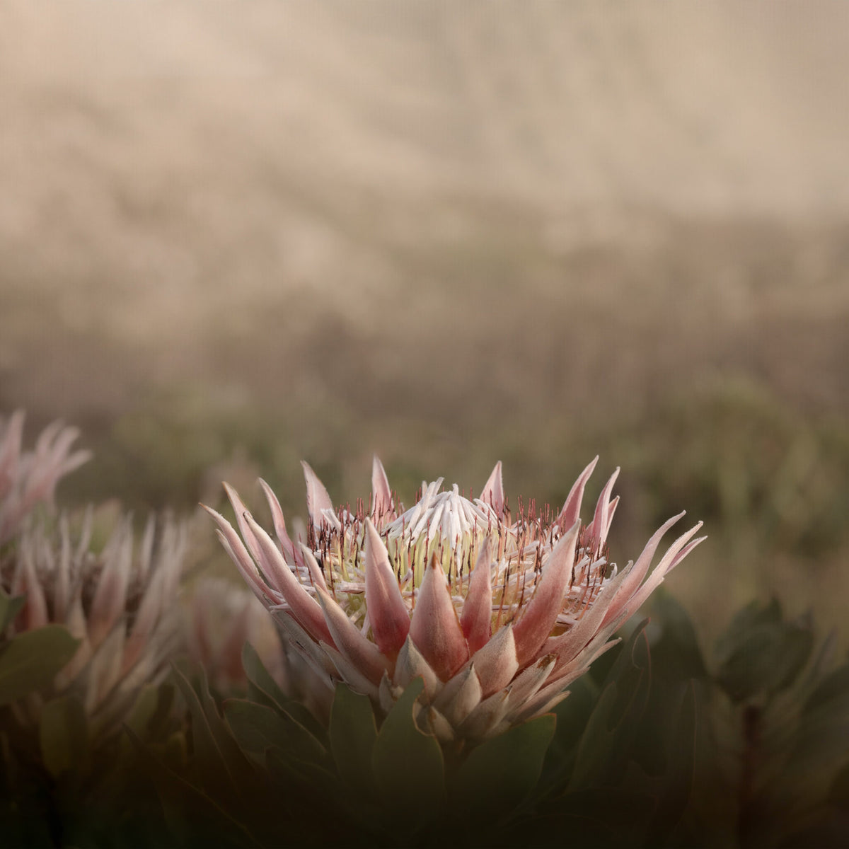 Wild King Protea Wallpaper
