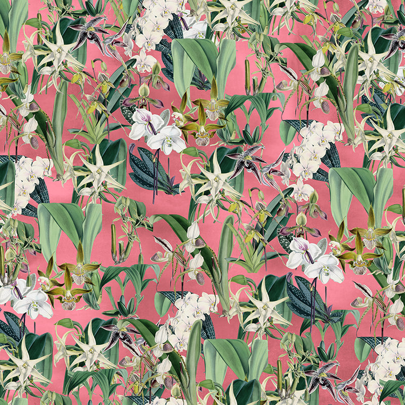 Wild Orchid Wallpaper