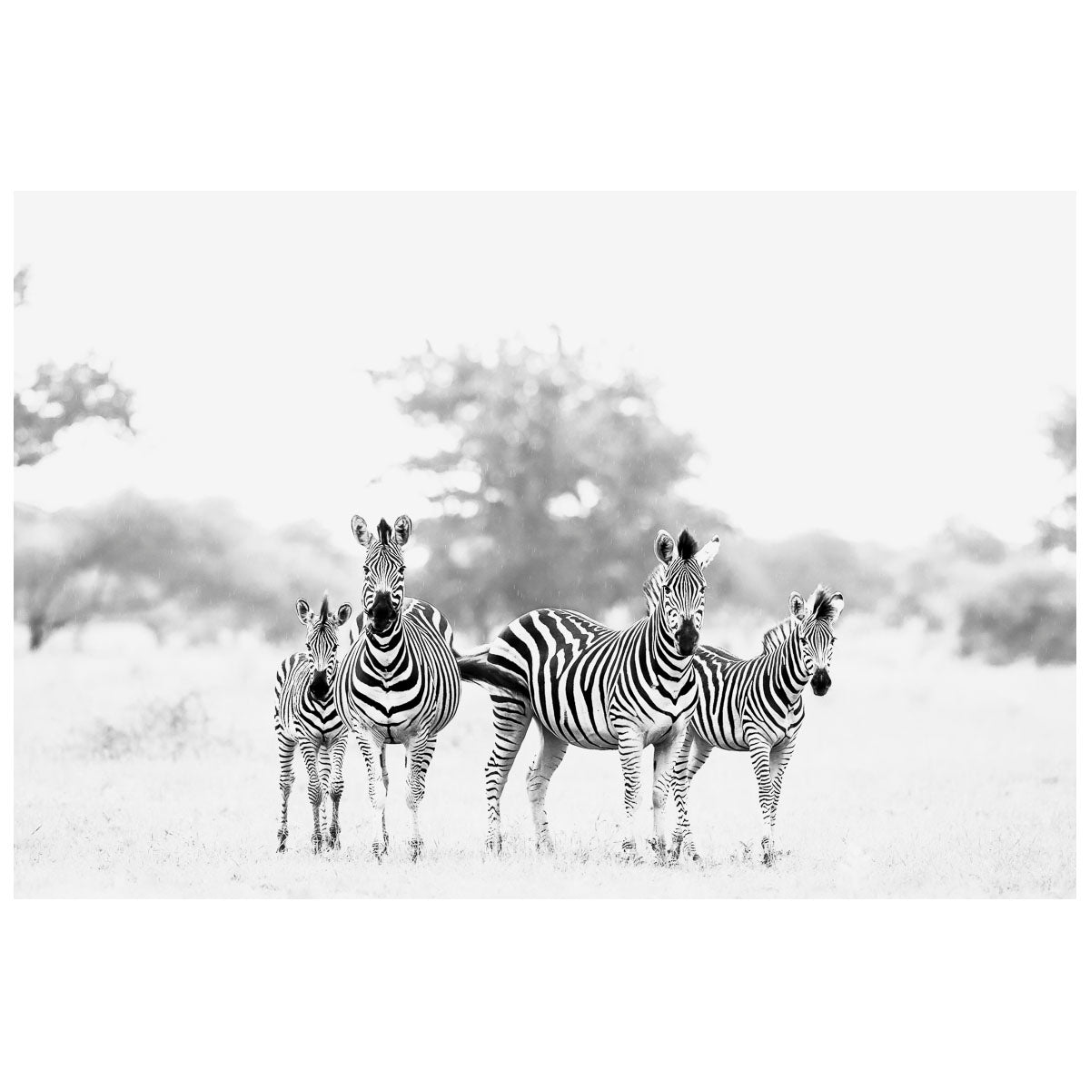 Zebra_20Family_4d441a7b-6734-44bd-8fce-a2a4d2807978.jpg