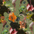 green.double.twistinging-cyclamen_800x800_23039ba5-c29e-44a6-8057-2f61b8537035.jpg