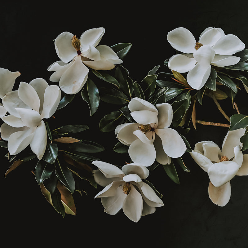 sweet-magnolia-Flat-Image.jpg