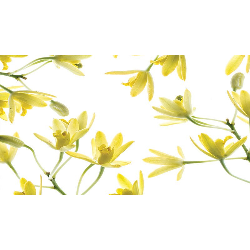 wildblosom.jpg
