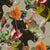 yellow.double.twistinging-cyclamen_800x800_59886eff-a876-4fa1-90fd-b650acc8965d.jpg
