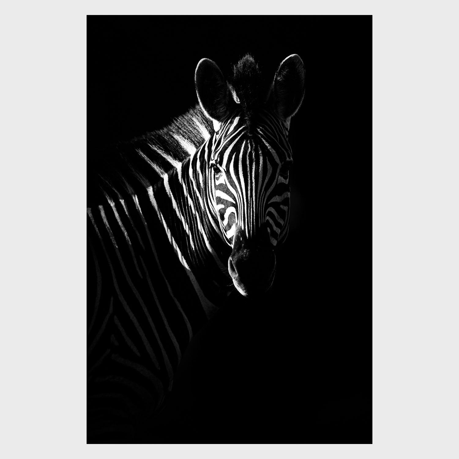ZebraProfile.jpg