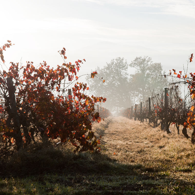 Autumn Vineyard