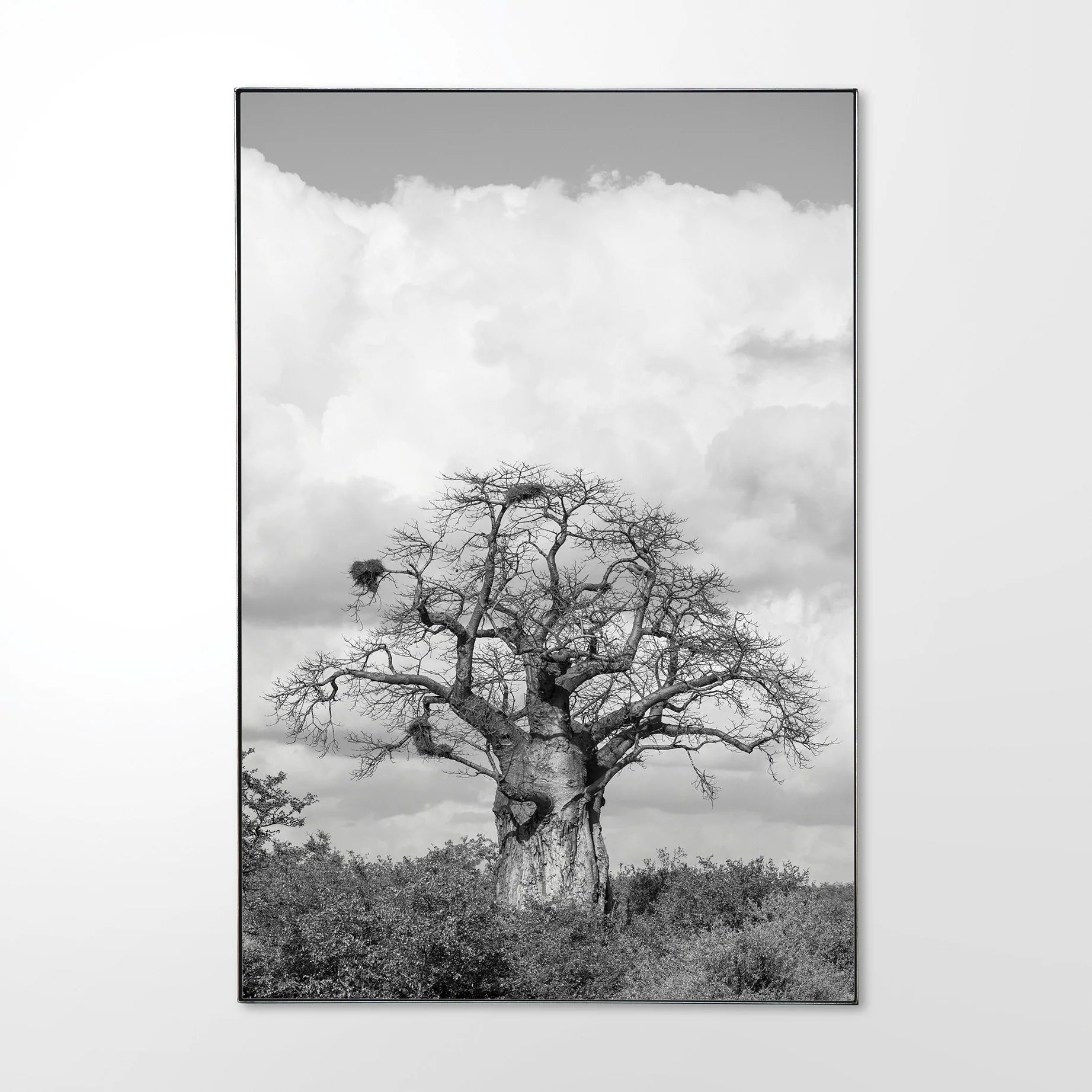 Baobab-_1.jpg