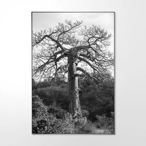 Baobab-_3.jpg