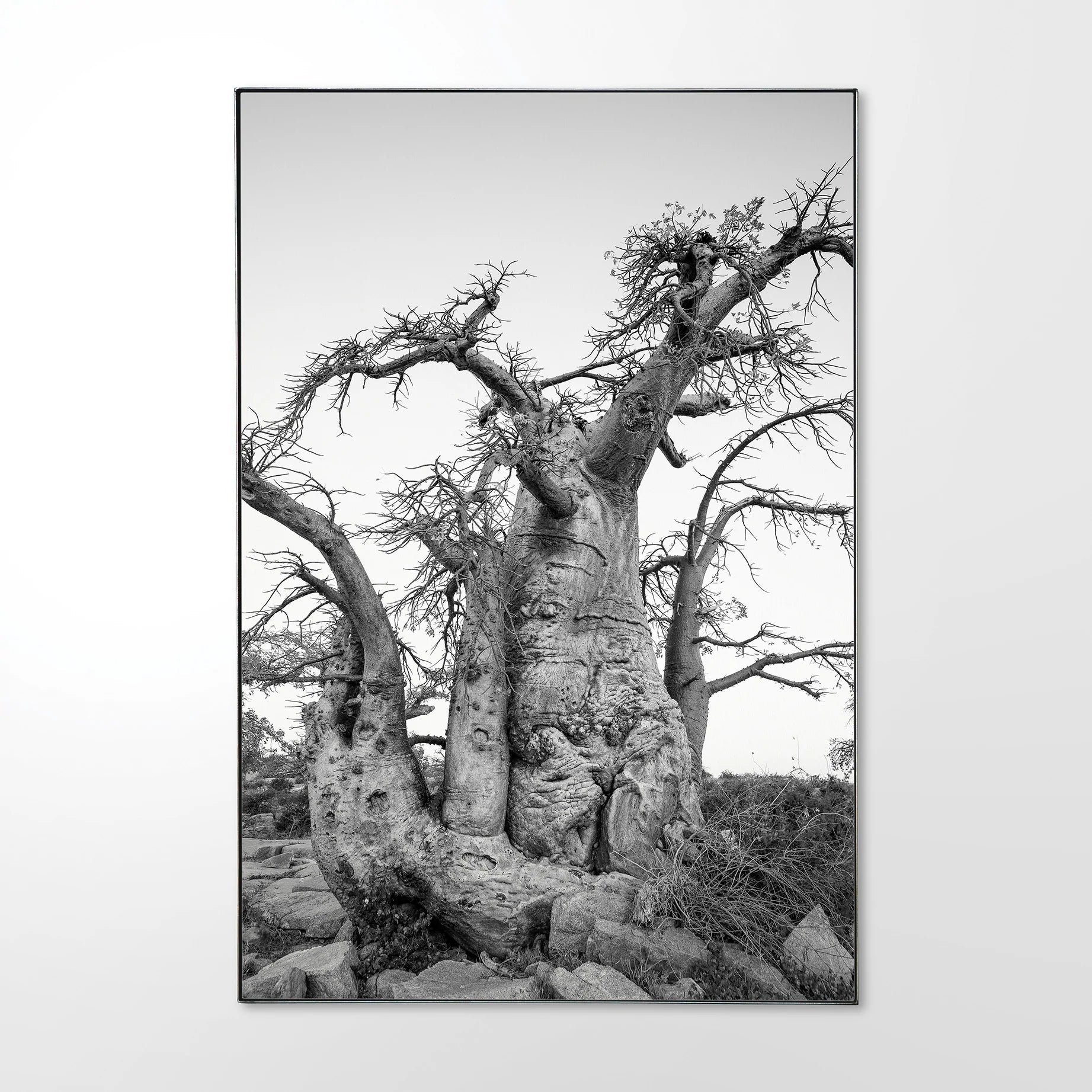 Baobab-_4.jpg