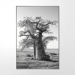 Baobab-_5.jpg